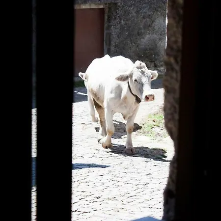 Casa Viade Affittacamere Montalegre